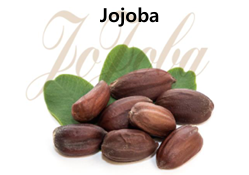 Jojoba